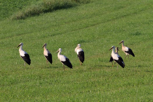 Conference of Storks