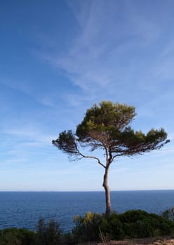Tree at Cala Pi
