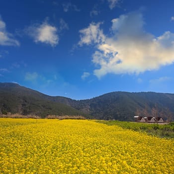 Beautiful summer landscape in the mountains