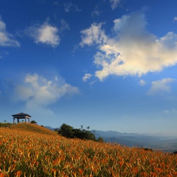 Daylily flower at sixty Stone Mountain in Taiwan Hualien festival