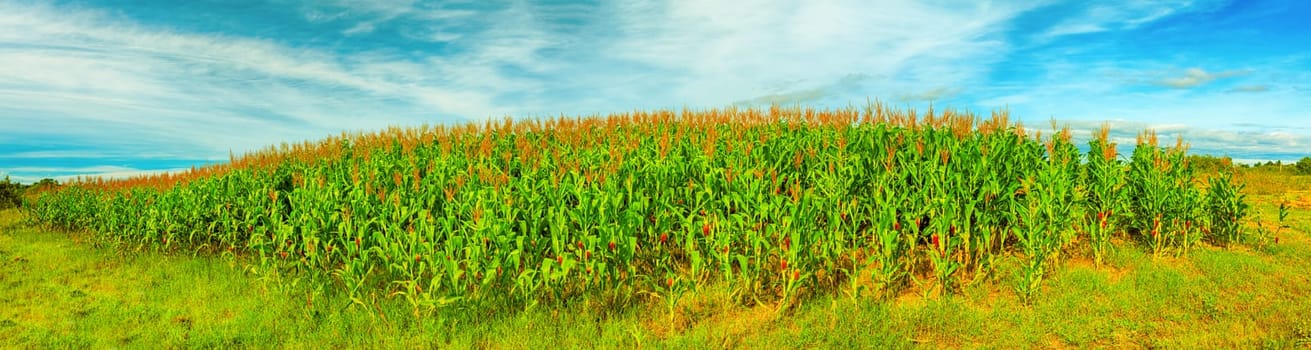 Panorama of the corn field. Vietnam