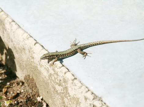 Lounging lizard sunning itself on the park