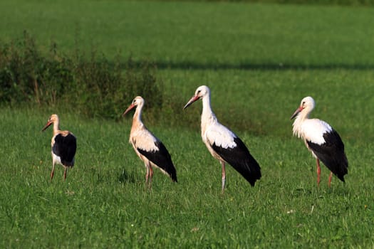 Storks