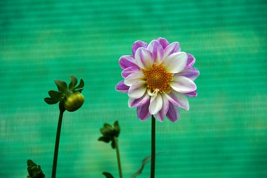 Colorful, attractive bloom with bud isolated on green background