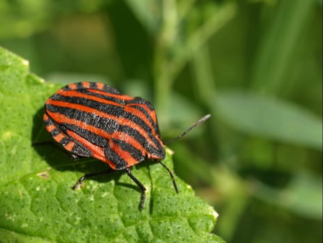 Striped bug