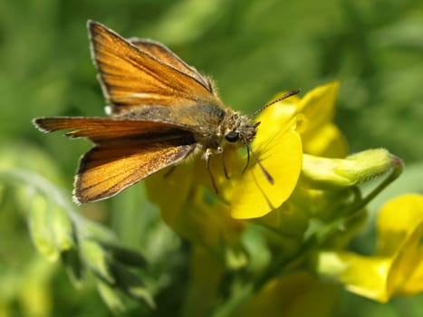 Rusty Thick-headed Butterfly