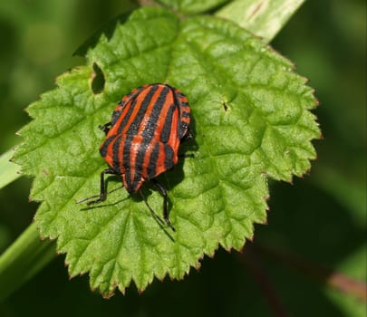Striped bug
