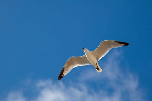 Seagull in flight