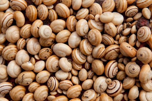many snail shells