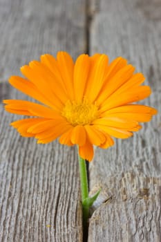 Beautiful flower growing on crack in old wood floor