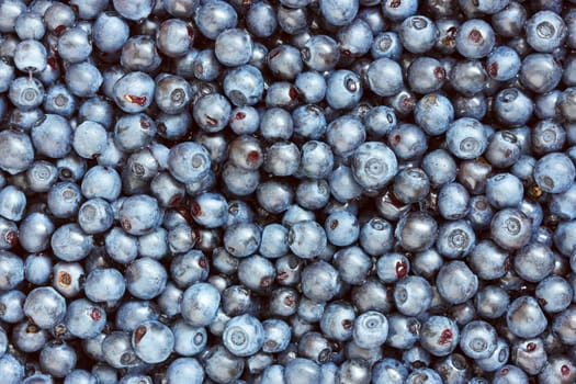 Close-up of  freshly picked blueberries filling the frame