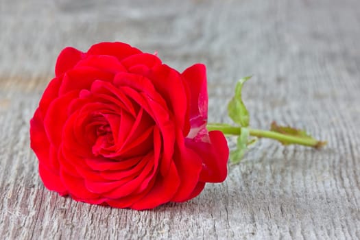 red rose on the old wooden plank