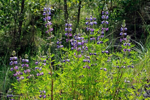 Wild lupine flowers grow in a beautiful shade of purple in the woods along the Oregon side of the Columbia River on a sunny day in spring.