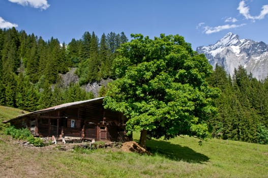 Alpine hut