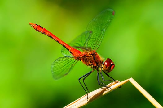 blutrote heidelibelle sympetrum sanguineum