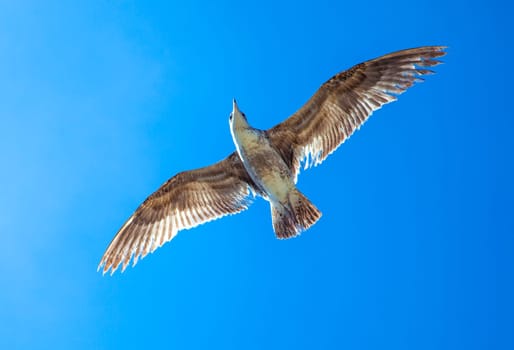california gull flying in the blue sky