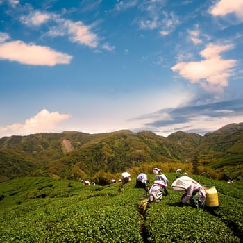 Ba Gua Tea garden in mid of Taiwan, This is the very famous area known for hand-picking of tea