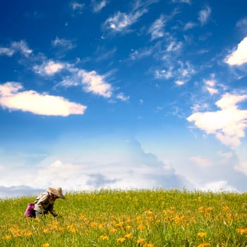 daylily field in the mountain with beautiful cloudscape background
