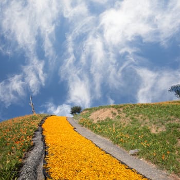 daylily field in the mountain with beautiful cloudscape background