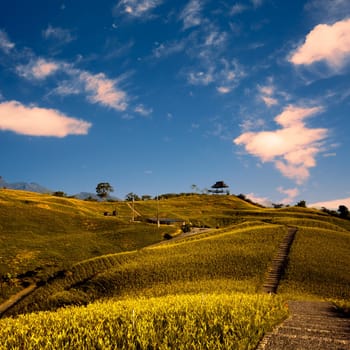 daylily field in the mountain with beautiful cloudscape background