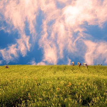 daylily field in the mountain with beautiful cloudscape background