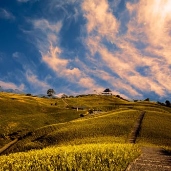 daylily field in the mountain with beautiful cloudscape background