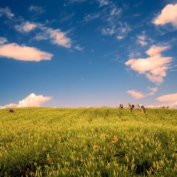daylily field in the mountain with beautiful cloudscape background