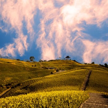 daylily field in the mountain with beautiful cloudscape background