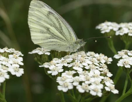 Cabbage white