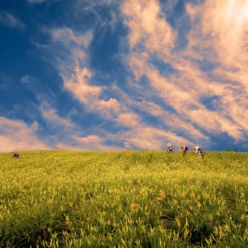 daylily field in the mountain with beautiful cloudscape background