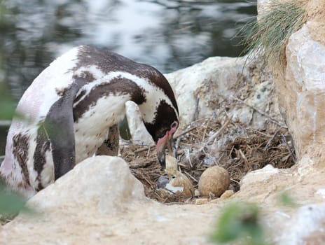 Penguin father helps his chick out of the egg