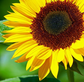 Flower detail