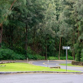 One-way street sign in the jungle