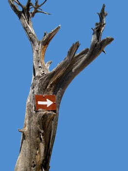 Sign on a dead tree