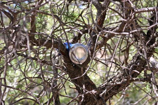 Old beverage can hanging in a tree