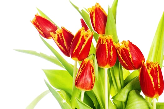 Red tulip with petals fringed by yellow. Isolated over white background.