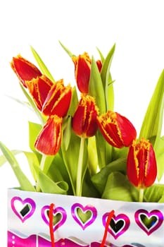 Red tulip with petals fringed by yellow. Isolated over white background.