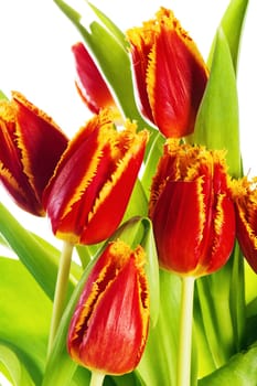 Red tulip with petals fringed by yellow. Isolated over white background.