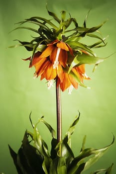 lily (Fritillaria imperialis) On a green background