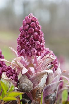 Blooming butterbur. Spring landscape near the pond