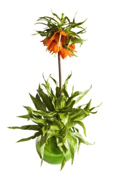 lily (Fritillaria imperialis) , it is isolated on white