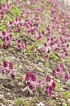 Blooming butterbur. Spring landscape near the pond