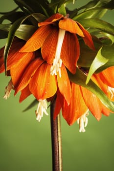lily (Fritillaria imperialis) On a green background