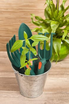Fresh herbs with gardening tools
