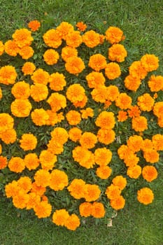 Beautiful orange chrysanthemums, the top view