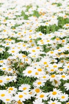Background from beautiful white camomiles