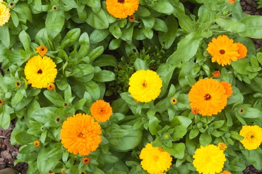 Beautiful orange chrysanthemums, the top view