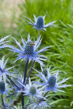 twig flowering thistles , blue sea holly