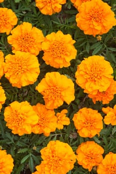 Beautiful orange chrysanthemums, the top view