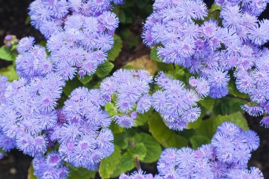 Background from beautiful dark blue flowers